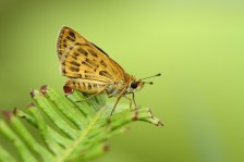 1 Tamil Grass Dart