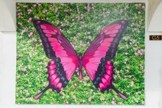 2D Butterfly Wall